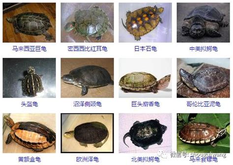 擇日 龜的種類